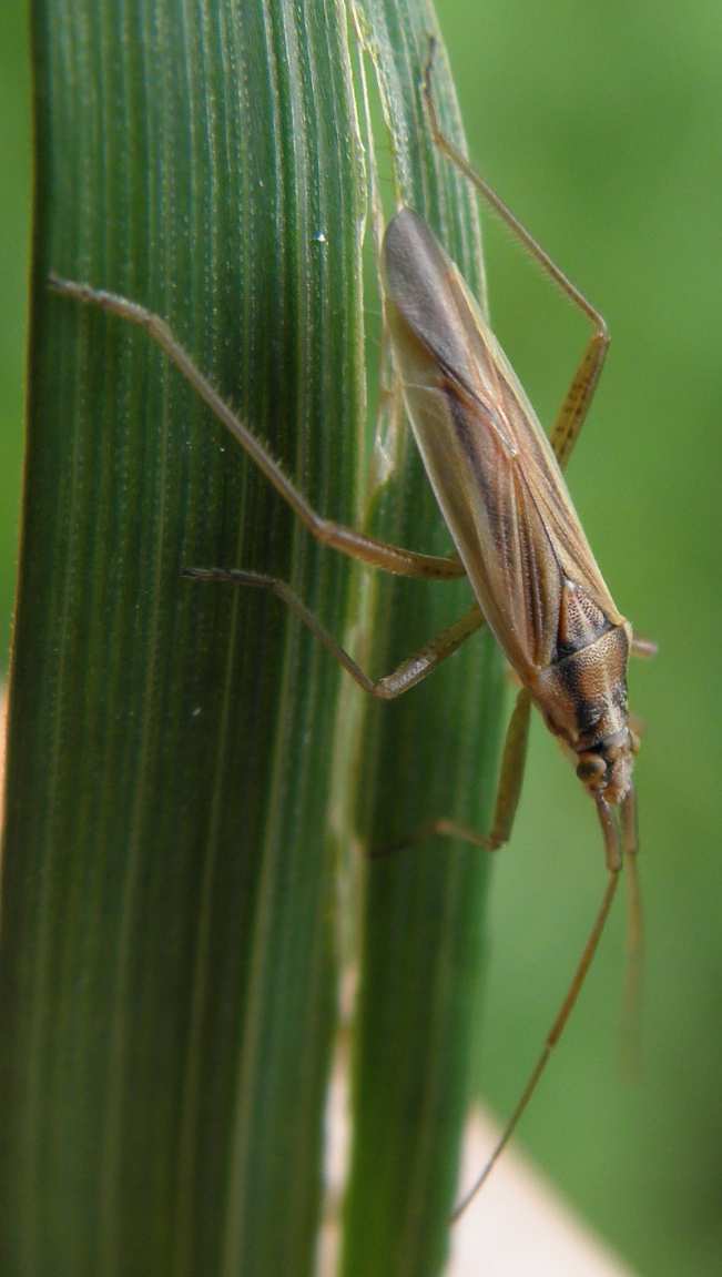 Miridae: Stenodema sericans delle Alpi bavaresi (D)